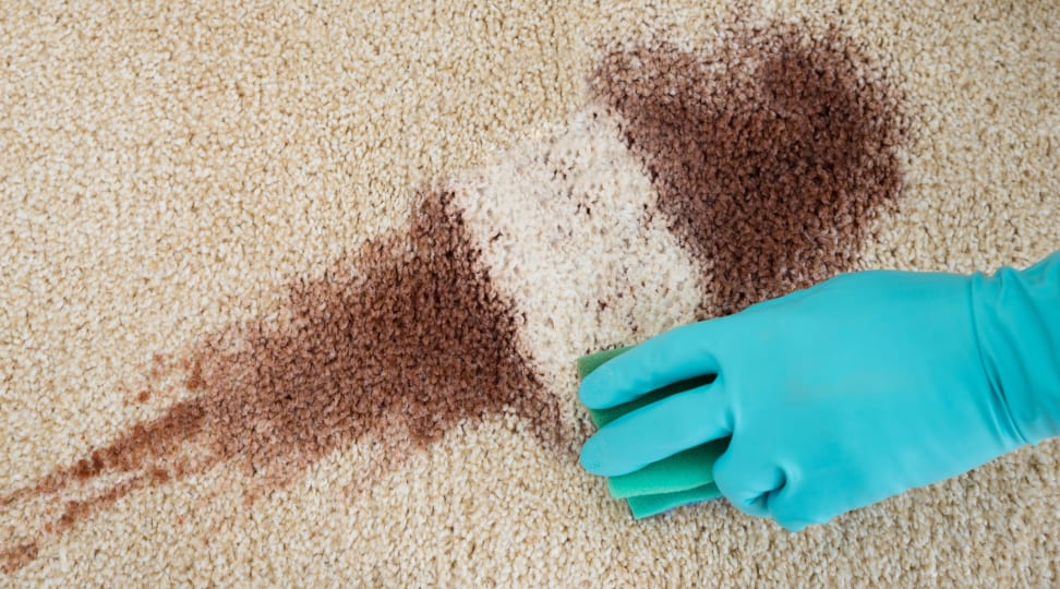 carpet-stain-removal