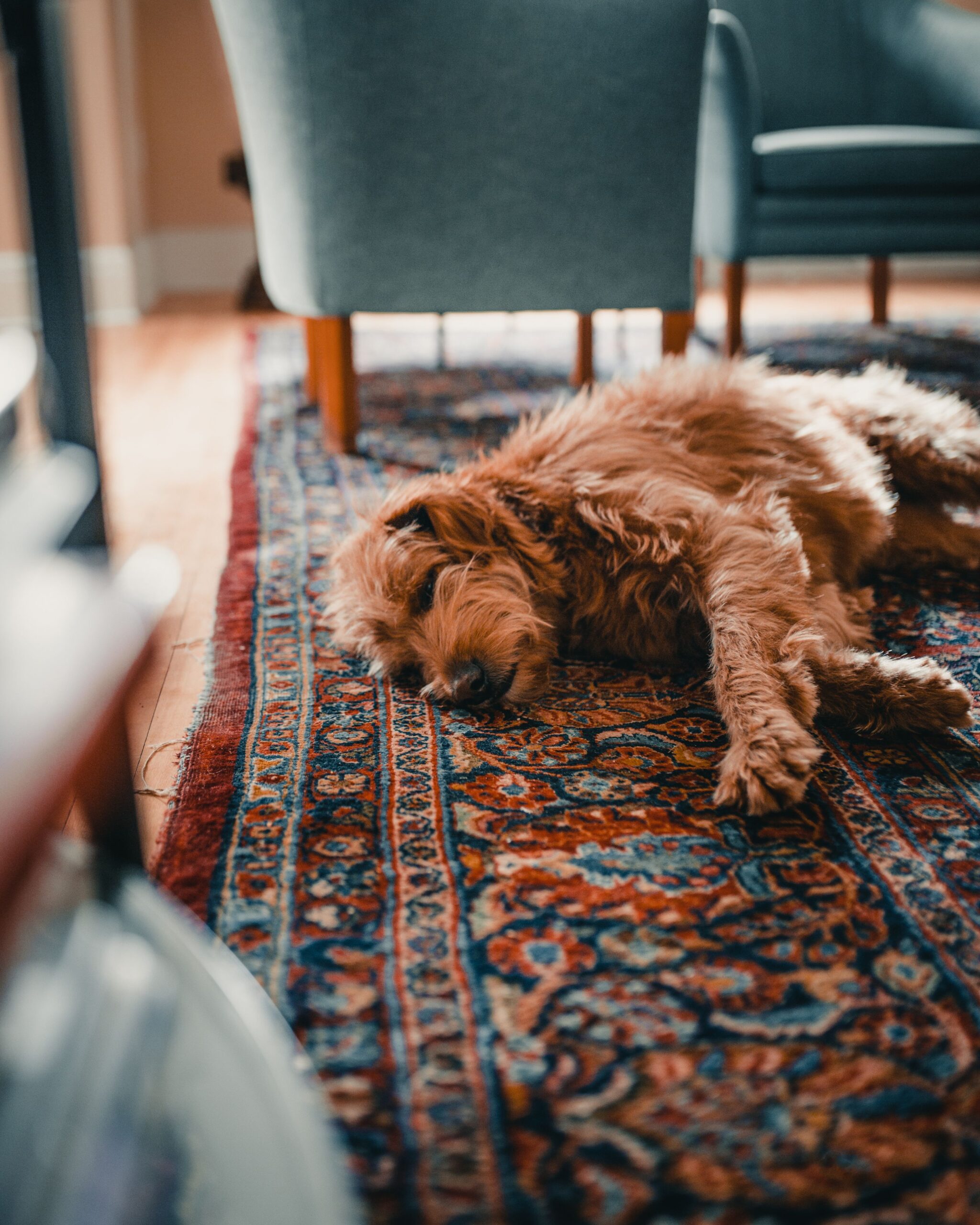 carpet odour removal
